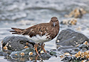 Arenaria melanocephala